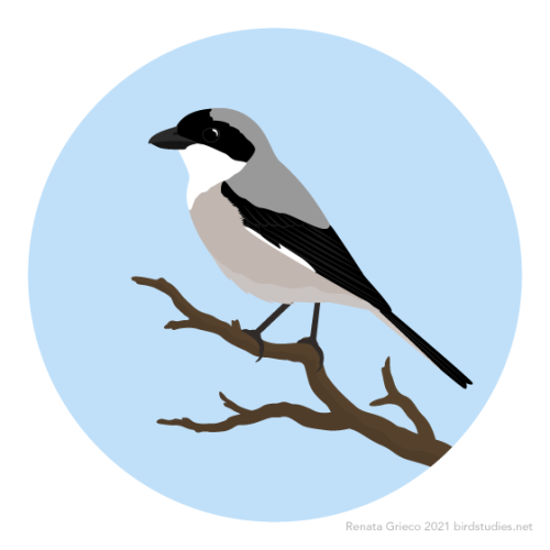 January 11, 2021 - Lesser Gray Shrike (Lanius minor)Breeding in parts of southern and central Europe