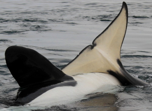 blackfishsound:Orcas in Japan. Photo by Mmatomo.