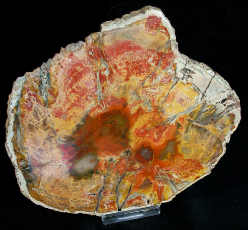 Petrified WoodType: Araucaria (Conifer)Age: Triassic (220 Million Years)Location: Ambilobe, Madagasc