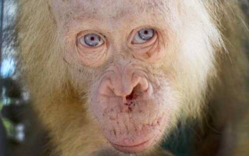 biggest-gaudiest-patronuses:this is an albino orangutan and i thought you should knowwhy is this my 