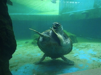 yourseconddaddy:  differentisbeautyxo:  I’ll always love this turtle.   