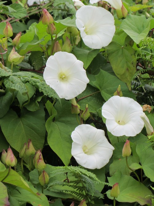 morigrrl: Bindweed