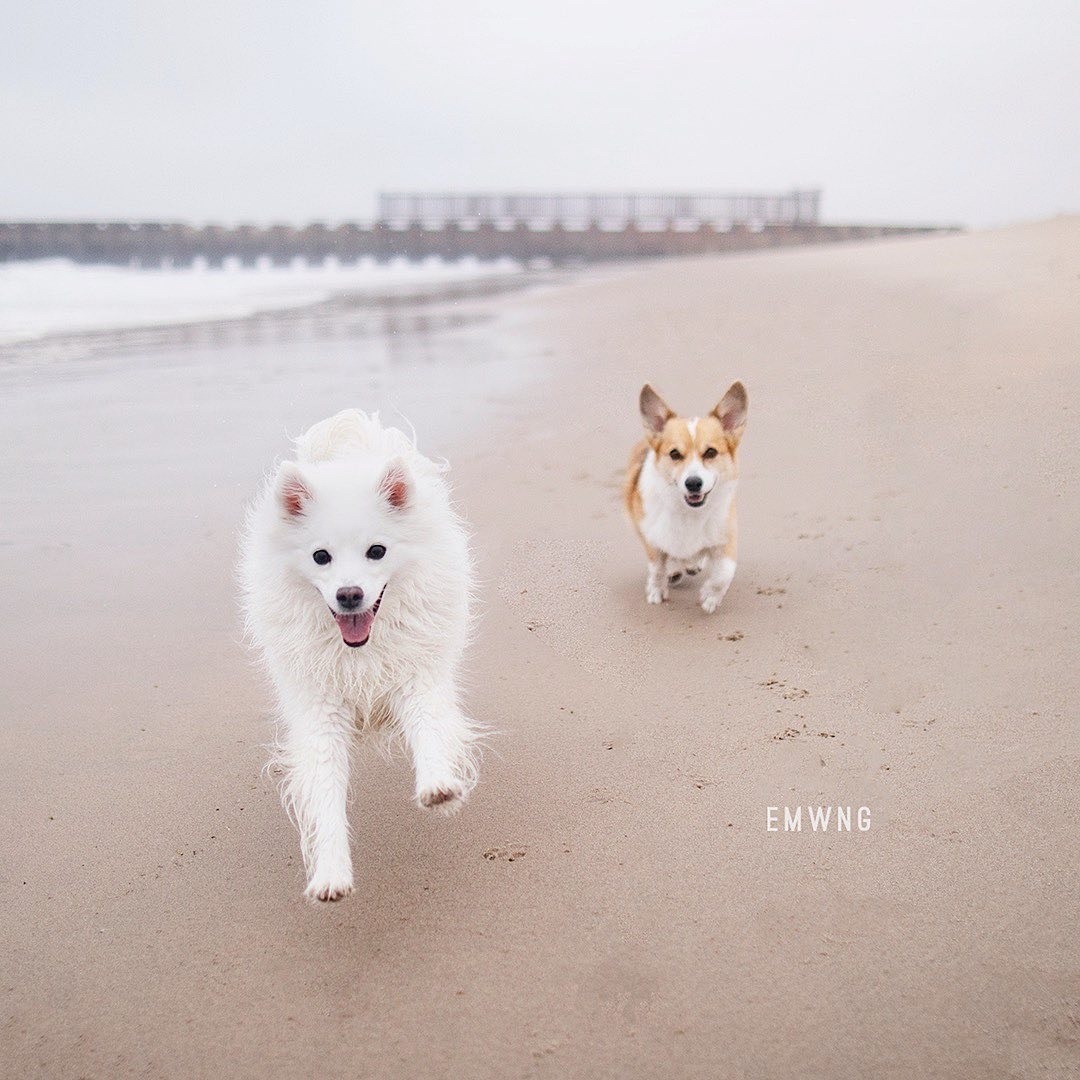 From @emwng: “One of these dogs LOVES the beach more than the other 👀” #cutepetclub [ ]