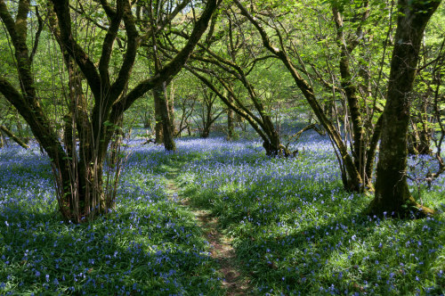 90377:Afternoon sunlight in Meldon Bluebell Woods by Miles