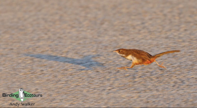 todaysbird:todaysbird:shoutout to the noisy scrub-bird for having absolutely no pictures where they don’t look like complete demons 