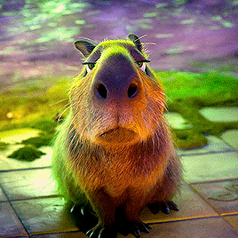 Porn deweyduck:  capybara friends in encanto ✨💞 photos