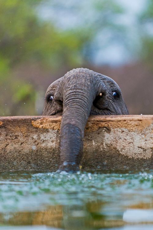 A Baby Elephant Blowing Bubbles Http://cute-overload.tumblr.com Source: Http://imgur.com/r/aww/XlAeV2x
