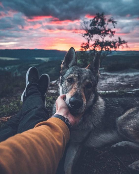 protect-and-love-animals: 