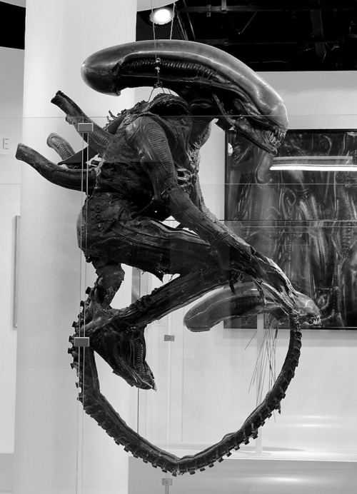 mirkokosmos:  Original Xenomorph Suit - by adult photos