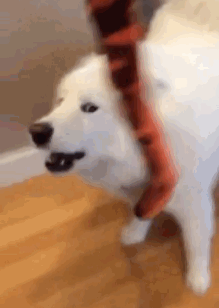 skookumthesamoyed:  How are you going to get Snakey the Snake off your head? I don’t