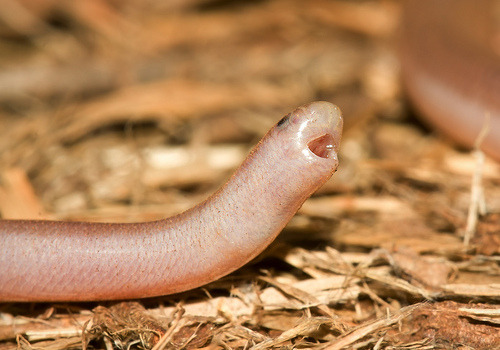 pimpunderthemountain:  careful-with-that-ass-eugene:  I’m so excited because I found out today that this little guy exists He’s a Western Blind Snake and he looks like a very shiny earthworm  HE LOOKS SO HAPPY 