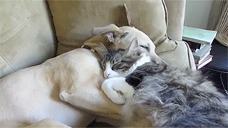 XXX lapizzicata:  sizvideos:  Cat Cuddles with photo