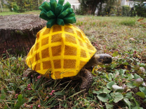 tort-time:This year, in honor of the upcoming @psych_usa movie, Zoya decided to dress up as a Pine