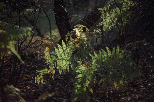 cinnamonthursdays: Fern in hiding By Karolina Koziel Website | Tumblr | Instagram | Twitter | Pinter