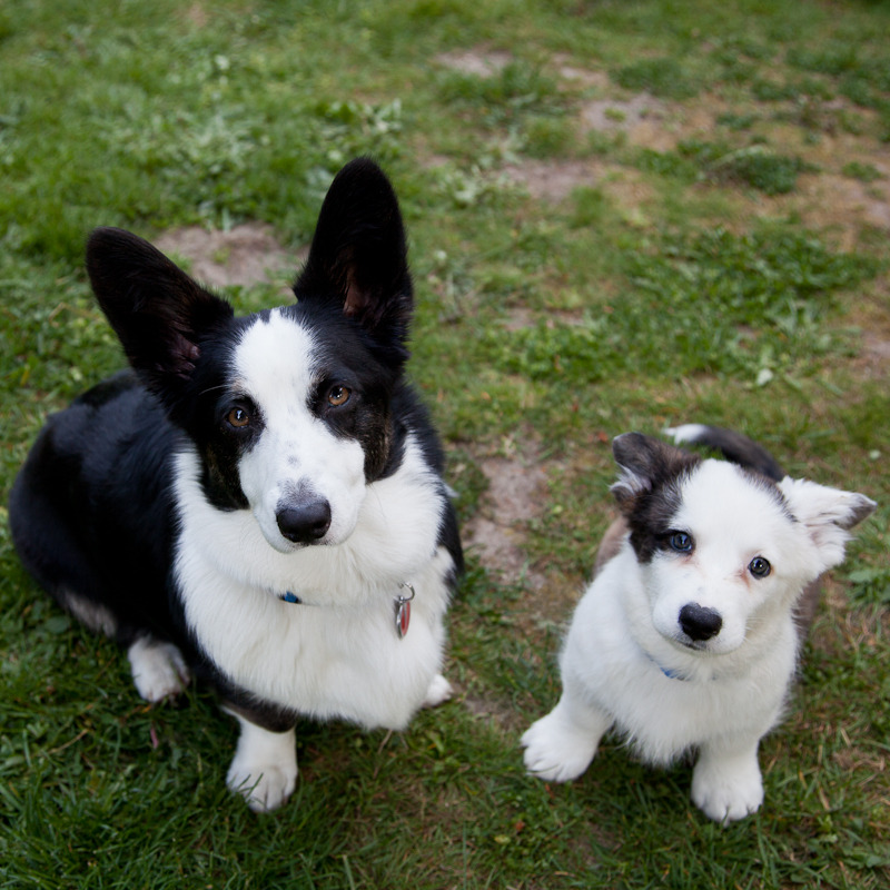 nimbusthelittleblackraincloud:  20 weeks today for Zephyr.  Tomorrow he gets his