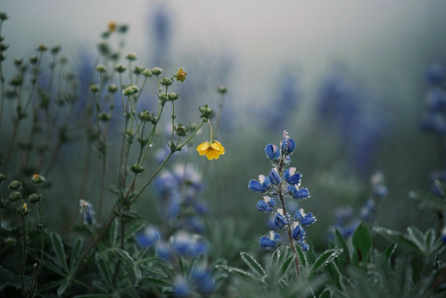 floralls:by Jeromy Carman