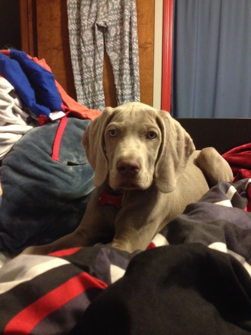 Parker at almost 14 weeks. He&rsquo;s almost 25lbs. And slowly turns into a liquid when he sleeps.