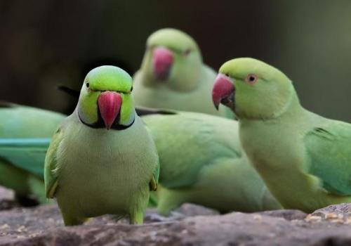 ainawgsd:The rose-ringed parakeet (Psittacula krameri), also known as the ring-necked parakeet, is a