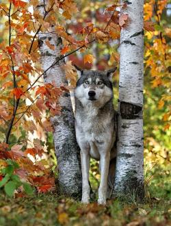 beautiful-wildlife:  Gray Wolf Between Aspens by Daniel Behm 