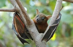 why are bats stigmatized as being creepy?