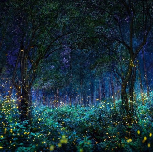 indigodreams:Fireflies illuminating this forest in Nanacamilpa, Tlaxcala, Mexico Pepe Soho