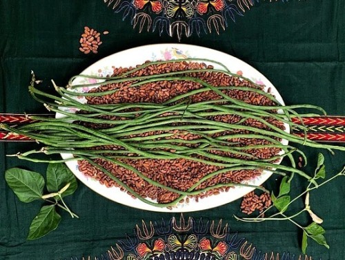 Now available at www.trueloveseeds.com! Dolique de Cuba (Long Bean) is a long, tender green bean tha
