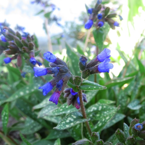 Geflecktes / Echtes Lungenkraut | Common lungwort, spotted dogPulmonaria officinalis