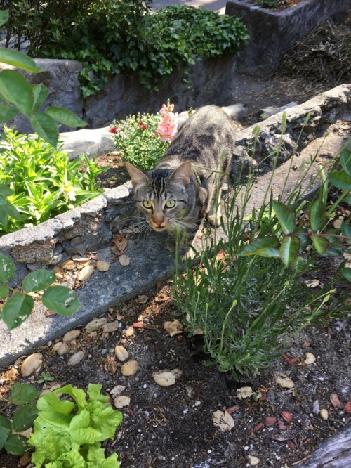 This week in the garden&hellip;