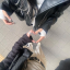 jellishark0