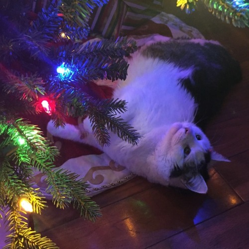 relatablepicturesofmycats:Strange gift under the Christmas tree…..