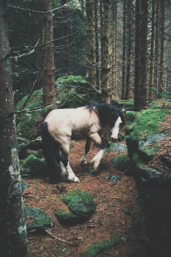 krakenqueen:  expressions-of-nature:  by Stian Lothe  These photos accurately portray my emotional state at this time. 