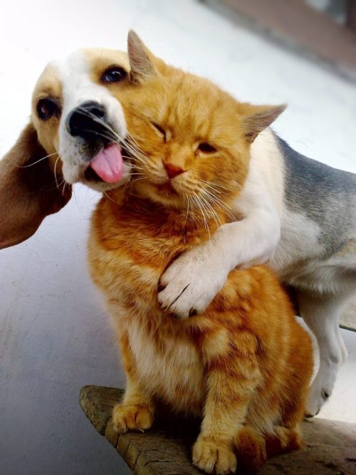 cute-overload:  Overly Attached Doghttp://cute-overload.tumblr.com source: http://imgur.com/r/aww/lgtAHtl