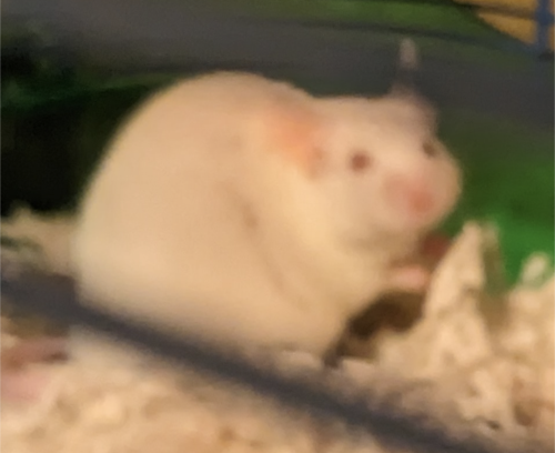 I Was Trying To Get A Picture Of My Mouse Before She Moved And I Got This Bigfoot Sighting Esque Picture