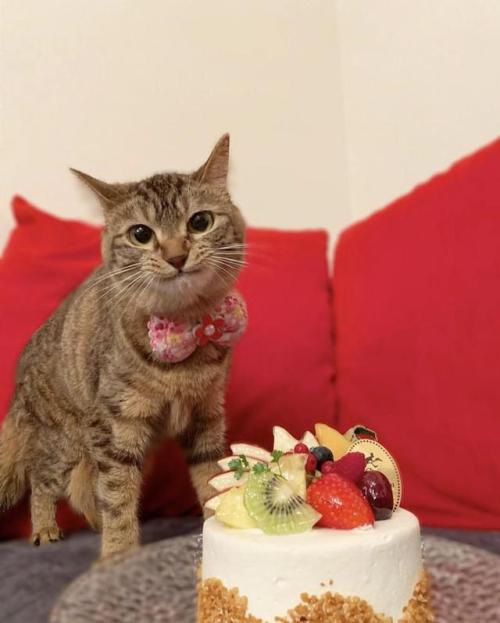 cute-pet-animals-aww:Birthday girl!When everyone is singing happy birthday to you and you don’t know