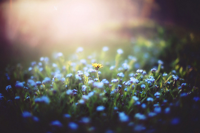 oix:  Lone dandelion by `Jess on Flickr.   