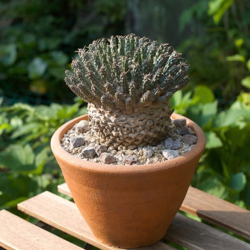 Euphorbia fusca  Marloth