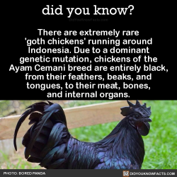 did-you-kno:  There are extremely rare ‘goth