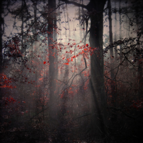darkface: red (by . Cate .)