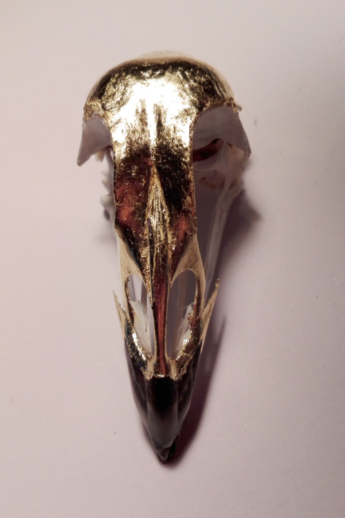 2017 - schedel van fazant - 23,75 karaat - rosenobel dubbelgoud - verguld op oliebasis 