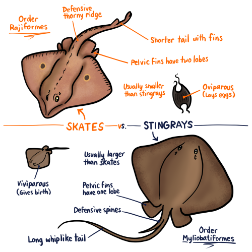 Raypril Day 5: How to tell the difference between a skate and a (sting)ray