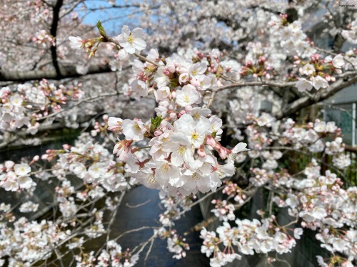 25 March 2022. Sakura blossoms in Nakameguro, Tokyo, Japan 