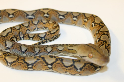 Reticulated Pythons at 888 Reptiles