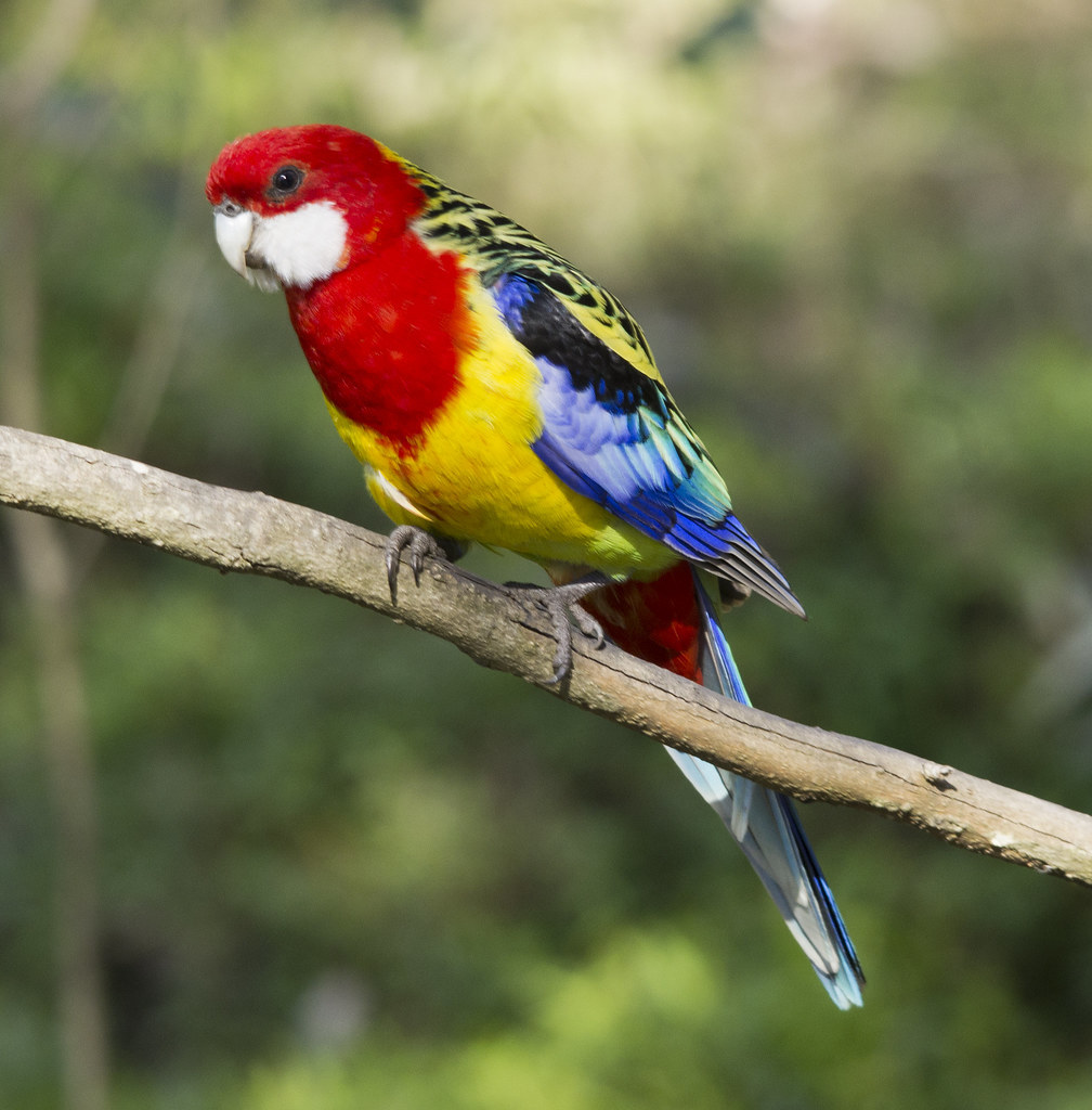 eastern corella