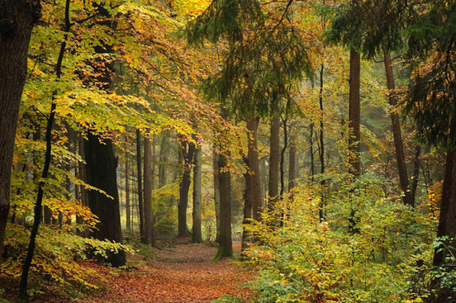 90377:Die Buchenhand - Herbst im Baccumer Wald; Lingen by Chironius