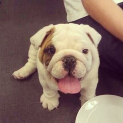 ohyeahadorablepuppies:  my English bulldog