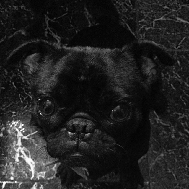 How could you say no to this sweet face? #pug #puglife #instapug #pugsofinstagram