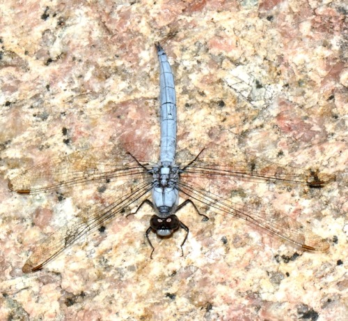 Orthetrum coerulescens (?) / l'Orthétrum bleuissant ?) Août 2019.Corse du sud, France.