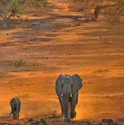 thepaintedbench:  Elephant and Calf  