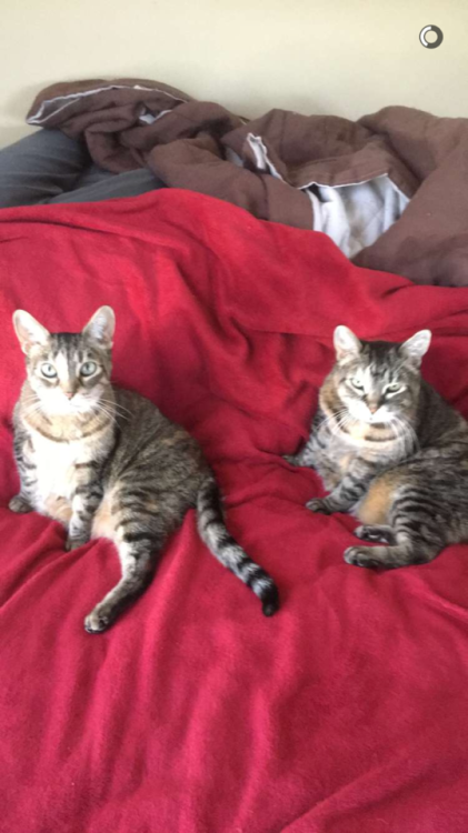 unflatteringcatselfies:These tabbies are Kiki and Sassy. More often than not you will find them side