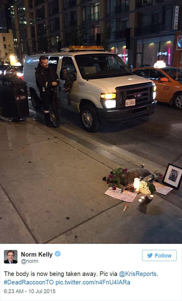 yodiscrepo:  Esto es lo que pasó en Toronto con un mapache muerto en la calle, al